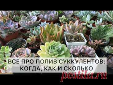 Полив суккулентов: когда, как и сколько. Суккуленты полив