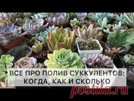 Полив суккулентов: когда, как и сколько. Суккуленты полив