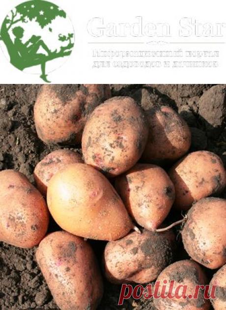 Секреты получения хорошего урожая картофеля | От экспертов | Garden Star - информационный портал