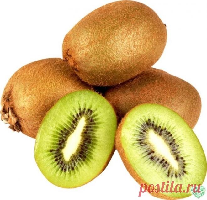 КИВИ ЛЕЧИТ
Киви содержит витамины А, В, В1, В2, В3, В6, С, Е, магний, калий, каротин, ферменты, минеральные соли, натрий, клетчатку, никотиновую кислоту.
1. Применяется при заболеваниях сердечно-сосудистой системы. Укрепляет стенки кровеносных сосудов, снижает риск кровоизлияний, нормализует артериальное давление. Благодаря калию киви предупреждает отеки, регулируя водно-солевой баланс в организме.
2. Один киви в день обеспечивает суточную потребность в витамине С — укрепл...