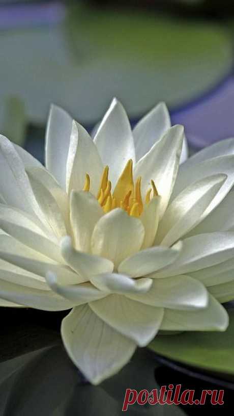 Water Lily,  
flickr от vadaka1986   |   Pinterest • Всемирный каталог идей