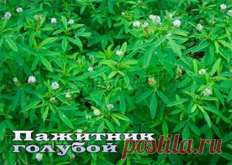 Пажитник (Шамбала) - выращивание, фото, полезные свойста и противопоказания