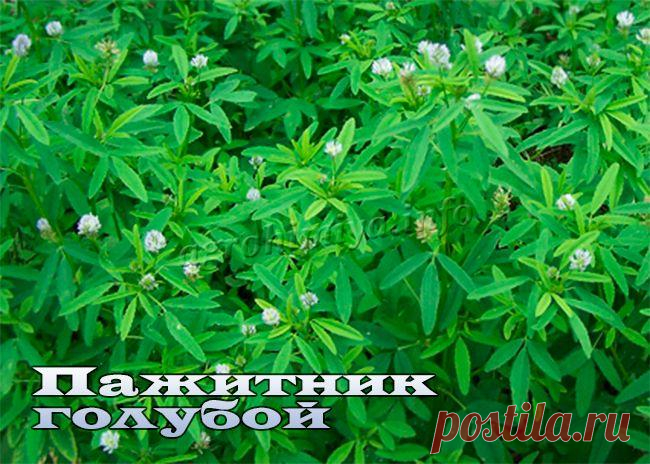 Пажитник (Шамбала) - выращивание, фото, полезные свойста и противопоказания