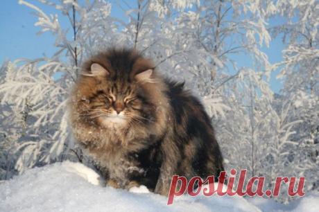 В мире животных..