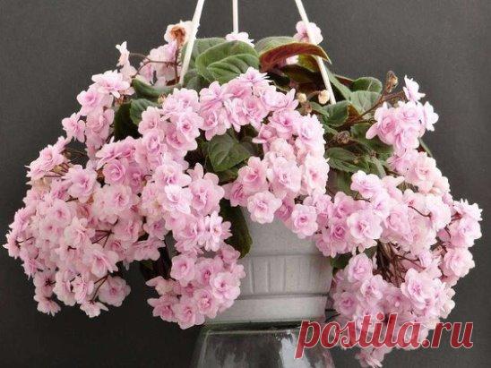 4 ПРАВИЛА, ЧТОБЫ ФИАЛКИ ЦВЕЛИ КРУГЛЫЙ ГОД! 
 
1.Емкости и почва 
 
Горшок для фиалки не должен быть большим. В большом корневая система слишком разрастается, и все силы растения уходят на ее поддержание, а не на цветение. 
 
Почва должна быть универсальной либо специально предназначенной для сенполий. Не берите ее с открытых грунтов - такая почва может быть заражена вредителями, а фиалки крайне чувствительны к ним. Некоторые цветы могут легко обойтись без дренажа, но только не фиалки. Дренаж обя