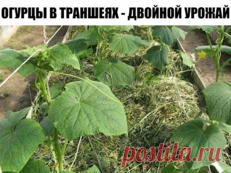 ОГУРЦЫ В ТРАНШЕЯХ - ДВОЙНОЙ УРОЖАЙ 

Существует эффективный метод выращивания раннего урожая огурцов - в среднем по 20-25 шт. с каждого куста. Урожай при использовании этого метода в несколько раз выше обычного. 
Для этого сухие семена огурцов высевают в ящики, на дно насыпают песка - для фильтрации, сверху добавляют почвосмесь (50% огородной земли и 50% перегноя). 
Наполнять ящички следует до половины их высоты на 3-4 см. Семена высаживают на глубину 1-2 см через 3-4 см. ...