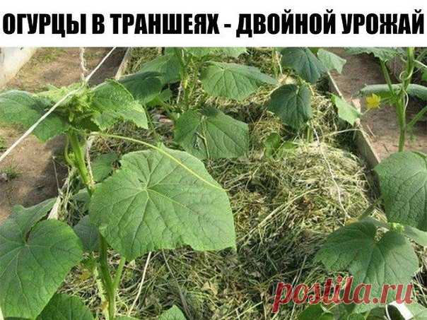 ОГУРЦЫ В ТРАНШЕЯХ - ДВОЙНОЙ УРОЖАЙ 

Существует эффективный метод выращивания раннего урожая огурцов - в среднем по 20-25 шт. с каждого куста. Урожай при использовании этого метода в несколько раз выше обычного. 
Для этого сухие семена огурцов высевают в ящики, на дно насыпают песка - для фильтрации, сверху добавляют почвосмесь (50% огородной земли и 50% перегноя). 
Наполнять ящички следует до половины их высоты на 3-4 см. Семена высаживают на глубину 1-2 см через 3-4 см. ...