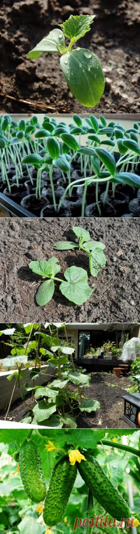Если рассада огурцов вытянулась, что делать?