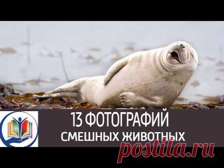 13 смешных фотографий животных