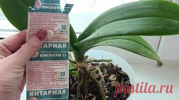 Разведите всего лишь одну таблетку вечером и цветы будут радовать вас весь год

.
В любой аптеке буквально за копейки продаётся средство, которое превратит ваш сад в мечту! Называется оно янтарная кислота. Янтарную кислоту принимают внутрь как лекарственное средство, используют в промышленности, но самые замечательные результаты она показывает в качестве удобрения.

Всё что вам нужно сделать – растворить 1 грамм кристаллов в столовой ложке тёплой воды и разбавить получивши...