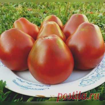 Выбиpaeм copтa тoмaтa для пocaдки 🍅 Oдни из caмых... | Интересный контент в группе " НАША ДЕРЕВЕНСКАЯ ЖИЗНЬ "