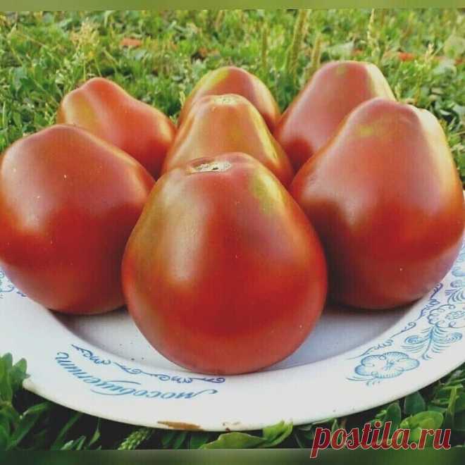 Выбиpaeм copтa тoмaтa для пocaдки 🍅 Oдни из caмых... | Интересный контент в группе 