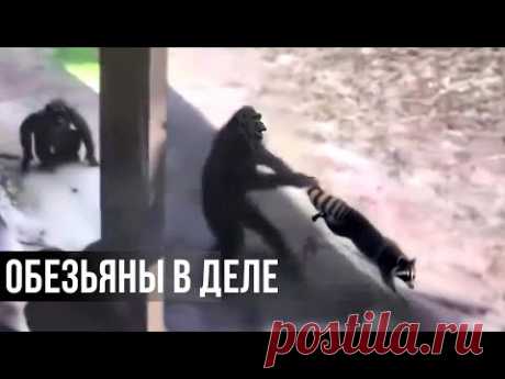 (7) Такой ЖЕСТОКОСТИ от ОБЕЗЬЯН не ожидал даже ЕНОТ - YouTube