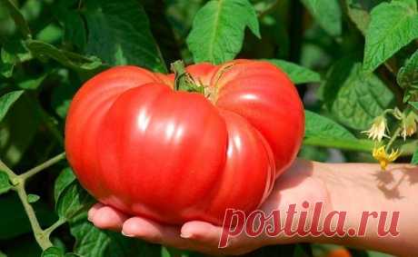 Как вырастить вкусные помидоры Какие хитрости помогут получить урожай вкусных, мясистых и ароматных томатов.