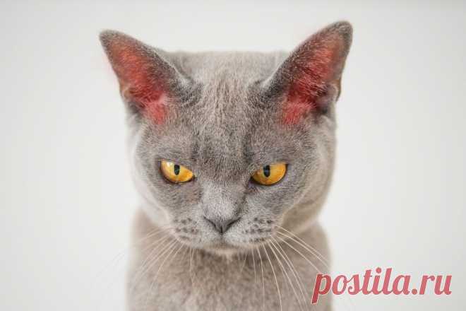 Почему у кошки бывают горячие уши: норма или повод для беспокойства | ikoshkiru - Мир кошек | Дзен