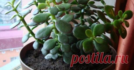 Это растение есть в доме каждого. Узнай о его 7 лечебных свойствах!