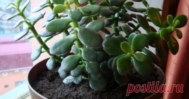 Это растение есть в доме каждого. Узнай о его 7 лечебных свойствах!