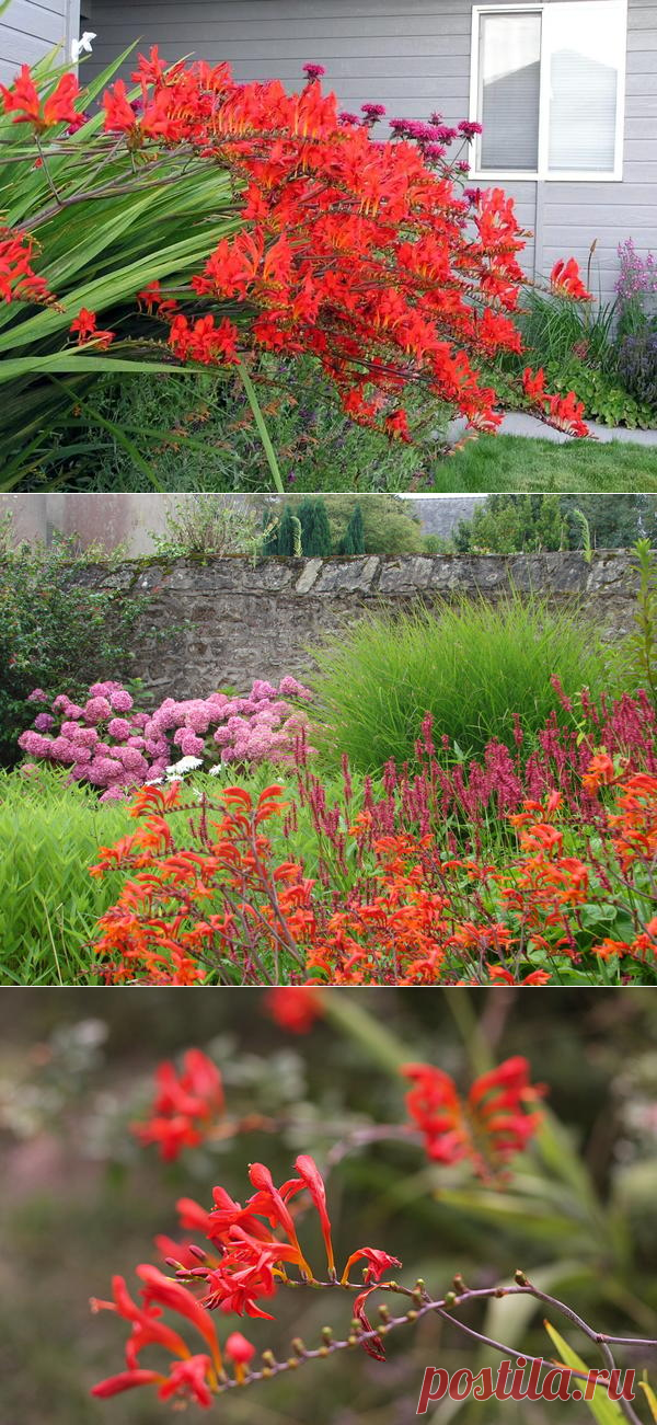 Крокосмия (монтбреция): посадка, выращивание и размножение, сорта