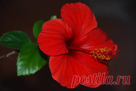 Цветок гибискус садовый: полив, подкормка, размножение и посадка