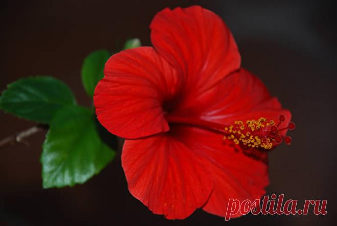Цветок гибискус садовый: полив, подкормка, размножение и посадка