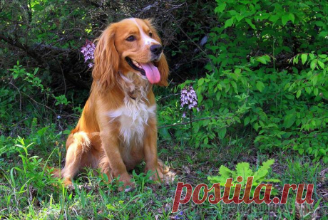 12 месяцев "желтого" пса