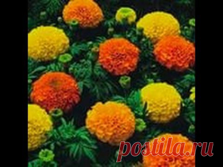 ▶ БАРХАТЦЫ.Сеем семена бархатцев на рассаду.Ценность бархатцев - YouTube
