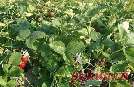 Пластмассовые вилки спасут клубнику