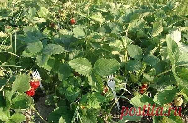 Пластмассовые вилки спасут клубнику