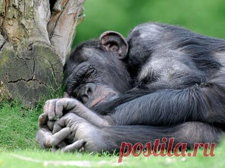 Социальное общение сирот шимпанзе | Все умницы