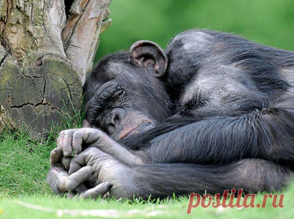 Социальное общение сирот шимпанзе | Все умницы