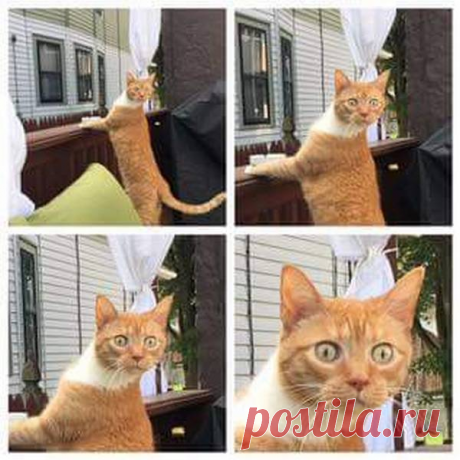 "Сдаюсь! Унесите меня домой!": Эти глаза кошек, которые вышли на улицу первый раз в жизни (+смешные фото) | Лариса Кречетова | Яндекс Дзен