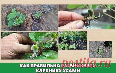 Как правильно размножать клубнику усами Как размножали клубнику наши бабушки? После того, как клубничные кусты отплодоносили, «запускали» грядку, то есть не обрывали усы. А в конце августа отбирали самые крепкие укоренившиеся розетки и переносили их на новое место. Поднимите руку те, кто слепо следует бабушкиному методу. Лес рук! Но если вы хотите получить качественный рассадный материал, если желаете сохранить все сортовые качества клубники, если вам нужен отменный урожай...