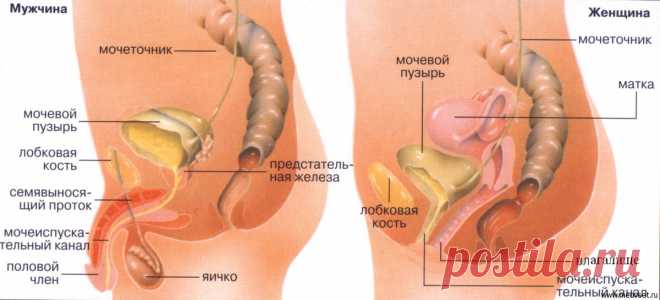 Внутренние органы человека: схема расположения, фото строения с надписями