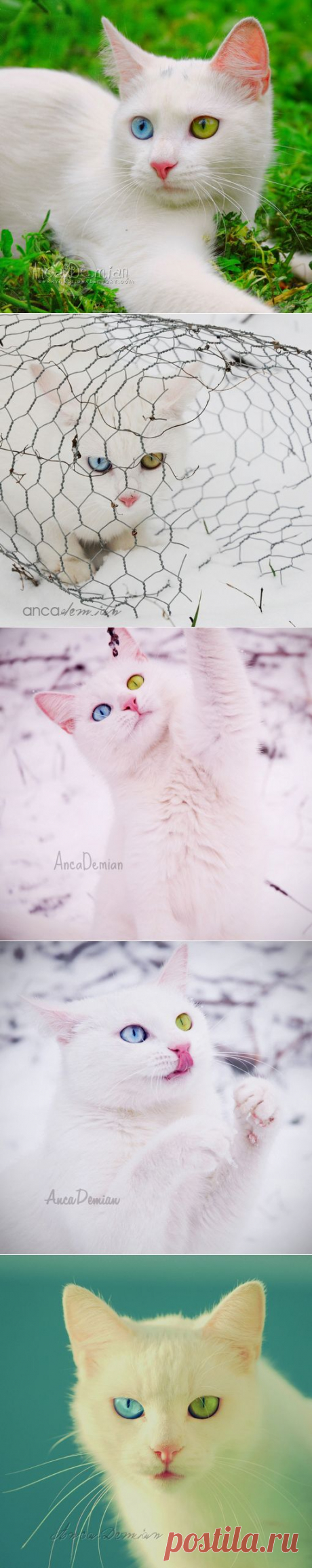 Яркая жизнь в фотографиях Anca Damian(aka*berryness*)