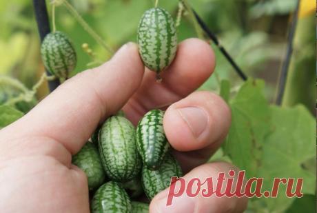Мелотрия шершавая или мини огурец 
Мелотрия шершавая принадлежит к роду Мелотрия и семейству тыквенных. Родиной мелотрии являются тропические леса экваториальной части Африки. Несмотря на это чрезмерно требовательной культурой мелотри…