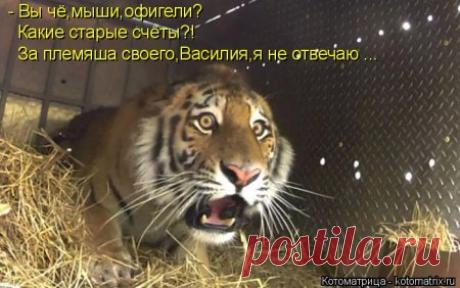 Мышек я люблю! | KotoMail.ru