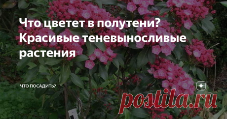 Что цветет в полутени? Красивые теневыносливые растения Полутень или тень — проблемные зоны в саду. Бывает, что немало места остается пустующим, а так хочется, чтобы везде была красота! Предлагаем вам подборку теневыносливых цветов, которые украсят тенистые места в вашем саду.
Кальмия широколистная
Кальмия Бикон Kalmia beacon
Это кустарниковое растение из семейства вересковые высотой 1,2-3 м мало известно, но тем интереснее. Кальмия относительно засухо