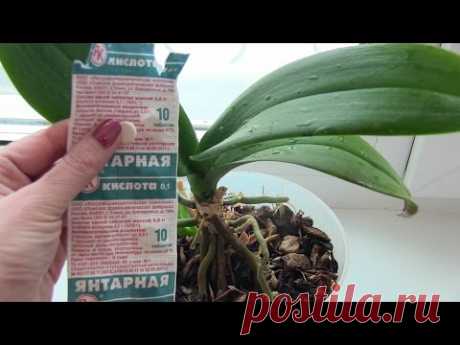 Как ОЖИВИТЬ ОРХИДЕИ и другие КОМНАТНЫЕ РАСТЕНИЯ