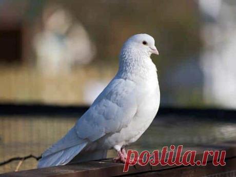 paloma en la ventana - Buscar con Google