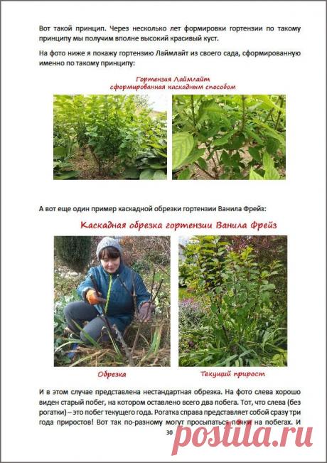 Инструкция по обрезке метельчатых, древовидных и крупнолистных гортензий.