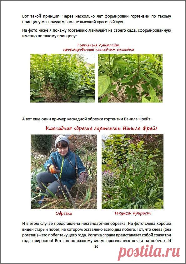 Инструкция по обрезке метельчатых, древовидных и крупнолистных гортензий.