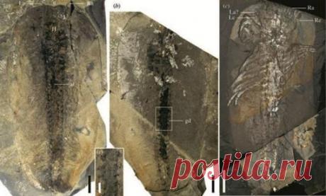 Китайские ученые обнаружили следы членистоногого, обитавшего 550 млн лет назад | Наука и технологии