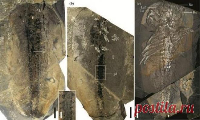 Китайские ученые обнаружили следы членистоногого, обитавшего 550 млн лет назад | Наука и технологии
