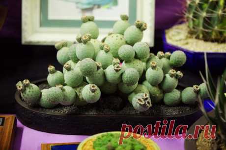 Tephrocactus geometricus