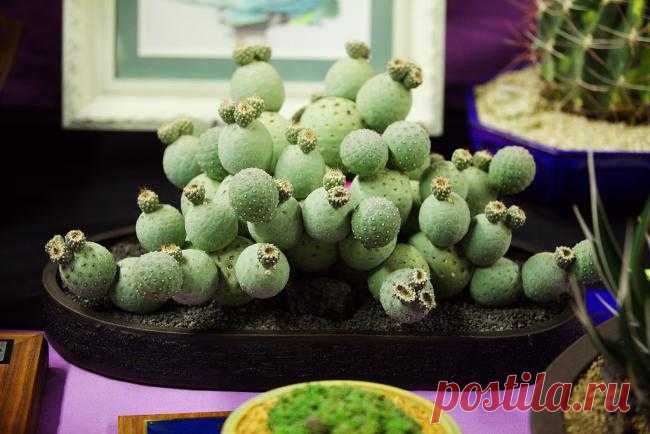 Tephrocactus geometricus