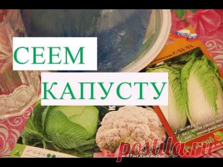 Посев Капусты. Рассада Капусты Без Болезней. Тема данного видео: Капуста. Рассада капусты в улитке. Также о том, какие сорта капусты я буду сеять. Ранняя капуста, поздняя капуста, пекинская капуста, цве...