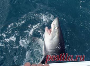 180-килограммовая акула поймана в водах Великобритании