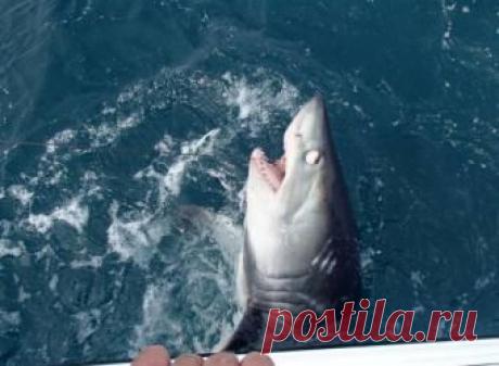 180-килограммовая акула поймана в водах Великобритании