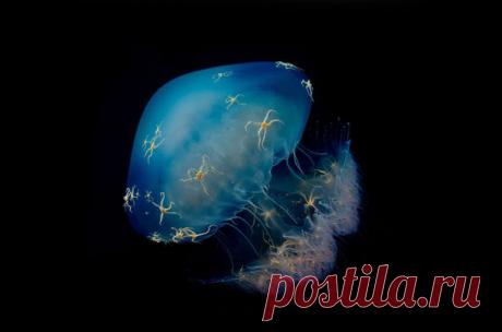 Медуза транспортирует покрывающие ее офиуры (класс донных морских животных из типа иглокожих) вдоль берега.