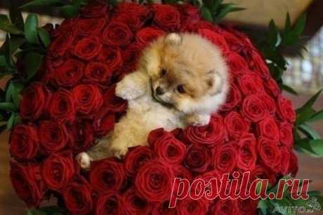 Миса Тиса - Хорошего настроения!💜💟💝